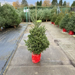 Abies Fraseri 125-150cm (cultivé en pot) - image 2