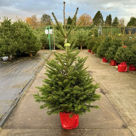 Abies Nordmanniana 125-150cm (potgekweekt) - afbeelding 1