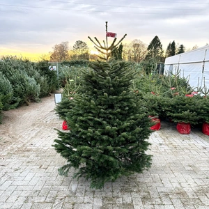 Abies Nordmanniana 175-199cm (gezaagd) - afbeelding 1
