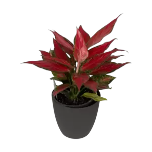 Aglaonema Cherry Baby