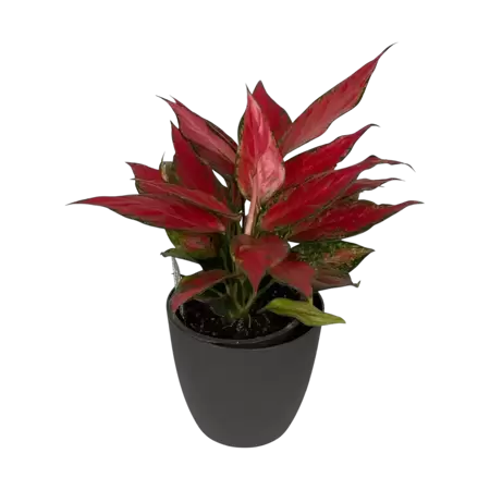 Aglaonema Cherry Baby