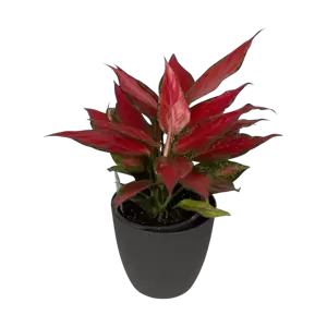 Aglaonema Cherry Baby