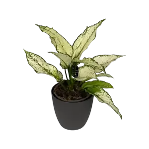 Aglaonema Kiwi