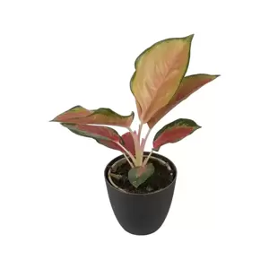 Aglaonema Orange Star