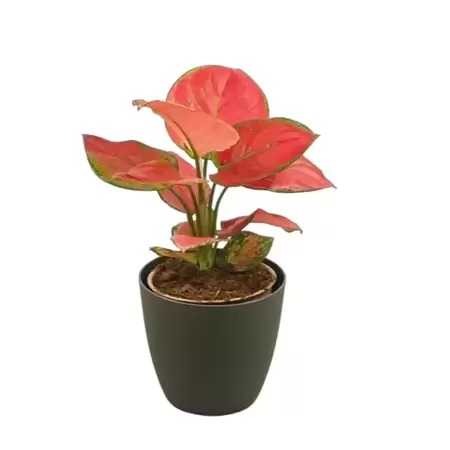 Aglaonema Pink Star