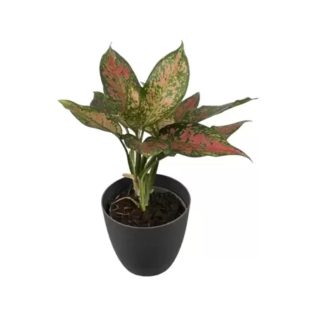 Aglaonema Point Star