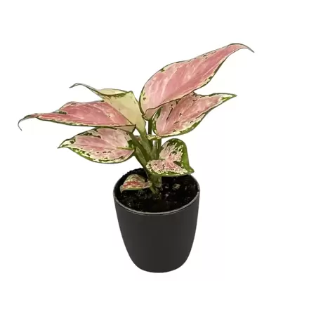 Aglaonema Red Dragon