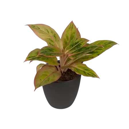 Aglaonema Salmon Fantasy