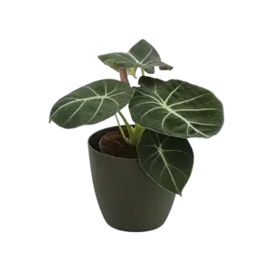 Alocasia Black Velvet