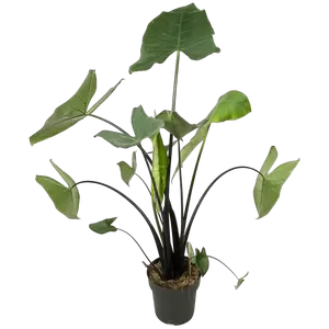 Alocasia Black Zebrina