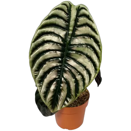 Alocasia Cuprea XXL - afbeelding 1