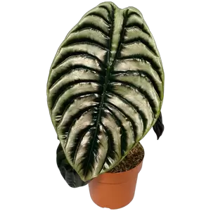 Alocasia Cuprea XXL - afbeelding 1