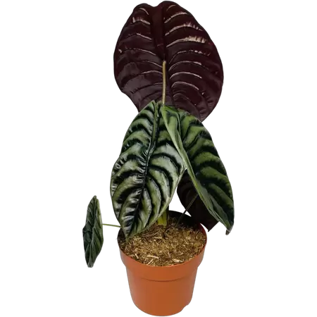 Alocasia Cuprea XXL - afbeelding 2