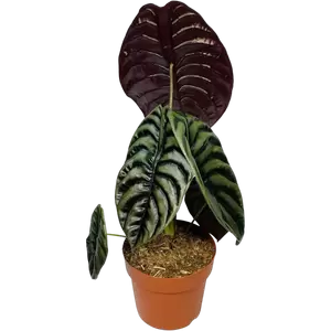 Alocasia Cuprea XXL - afbeelding 2