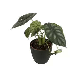 Alocasia Dragon Scale