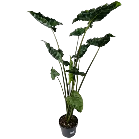 Alocasia Dragon Tail