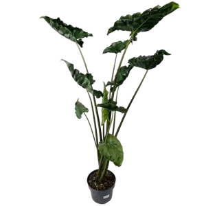 Alocasia Dragon Tail