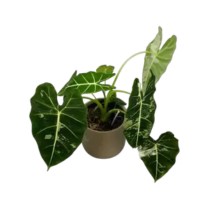 Alocasia Frydek Variegata 2 - afbeelding 2