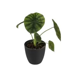 Alocasia Green Shield (Clypeolata)