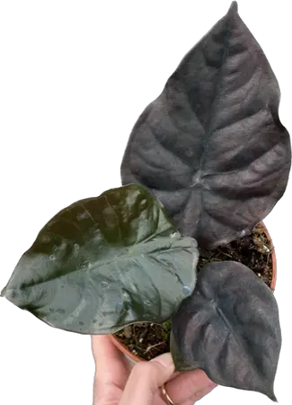 Alocasia Infernalis 'Black Magic'