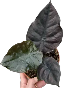 Alocasia Infernalis 'Black Magic'