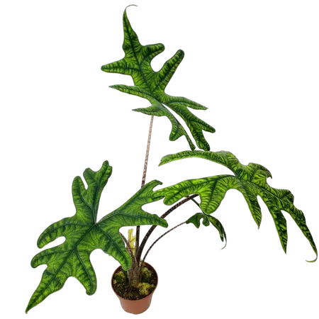 Alocasia Jacklyn