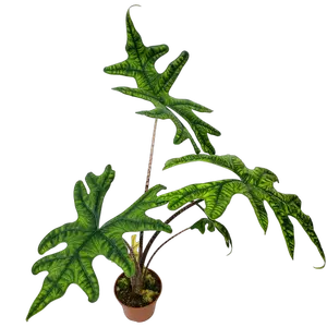 Alocasia Jacklyn