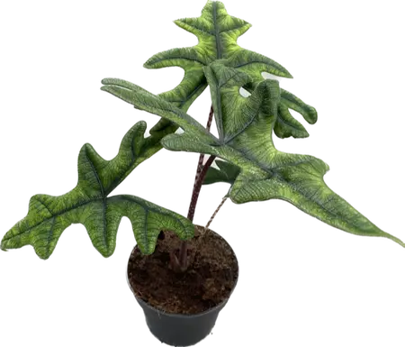 Alocasia Jacklyn - image 1