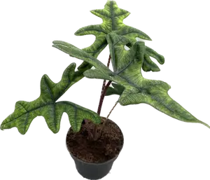 Alocasia Jacklyn - image 1