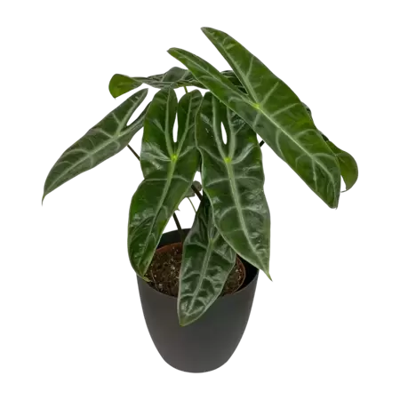 Alocasia Longiloba