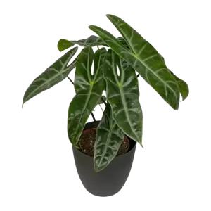 Alocasia Longiloba