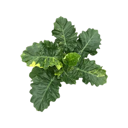 Alocasia Lowrider Variegata - afbeelding 1