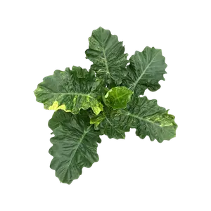Alocasia Lowrider Variegata - afbeelding 2
