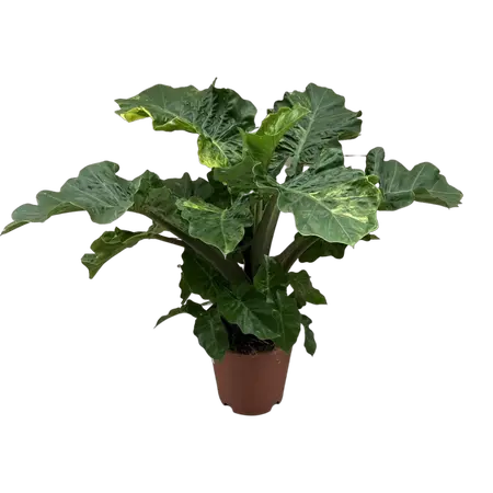 Alocasia Lowrider Variegata - afbeelding 2