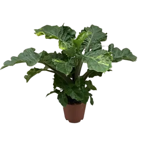 Alocasia Lowrider Variegata - afbeelding 2