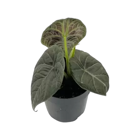 Alocasia Maharani