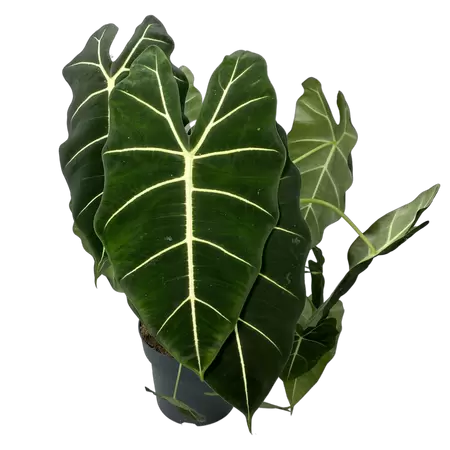 Alocasia Micholitiziana Maxkowski XL