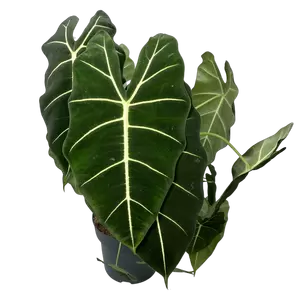 Alocasia Micholitiziana Maxkowski XL