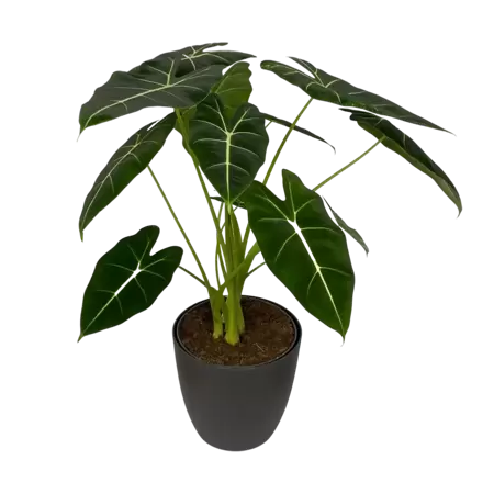 Alocasia Micholitziana