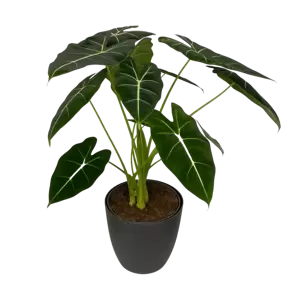 Alocasia Micholitziana