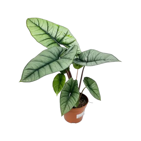 Alocasia Platinum