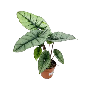 Alocasia Platinum