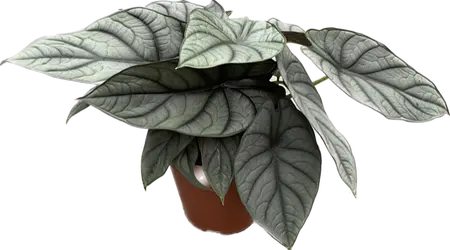 Alocasia Reginae Hybrid (Grey Red) - afbeelding 1