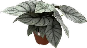 Alocasia Reginae Hybrid (Grey Red) - afbeelding 2