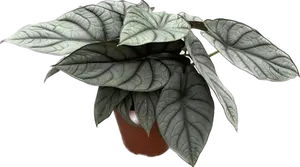 Alocasia Reginae Hybrid (Grey Red) - afbeelding 1