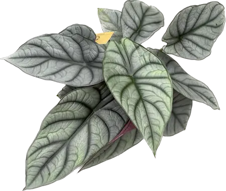 Alocasia Reginae Hybrid (Grey Red) - afbeelding 2