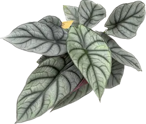 Alocasia Reginae Hybrid (Grey Red) - afbeelding 2