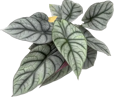 Alocasia Reginae Hybrid (Grey Red) - image 2