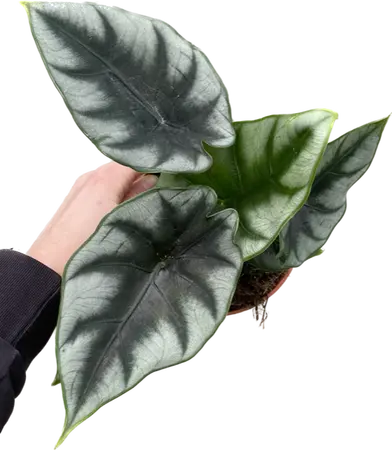 Alocasia Reversa