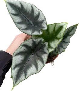 Alocasia Reversa